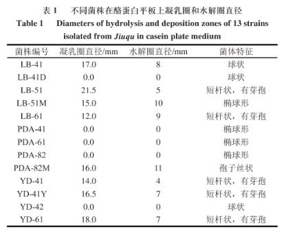 江米酒曲中高产凝乳酶菌筛选、生长曲线及凝乳活力及蛋白水解活力测定（一）