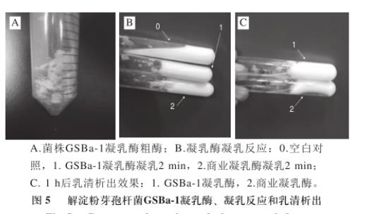 江米酒曲中高产凝乳酶菌筛选、生长曲线及凝乳活力及蛋白水解活力测定（四）